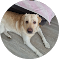 Google Profilbild von e-motion Kunde Marion Domdey